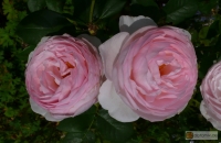 Rosa Heritage Englische Rose